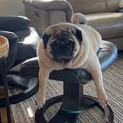 Home Owner wanting sitter in Bairnsdale , Victoria