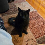 Home Owner wanting sitter in , Victoria