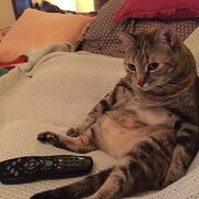 Home Owner wanting sitter in , New South Wales