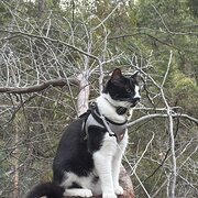 Home Owner wanting sitter in , Western Australia