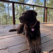 Home Owner wanting sitter in Brisbane, Queensland