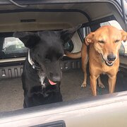 Home Owner wanting sitter in Bundaberg , Queensland
