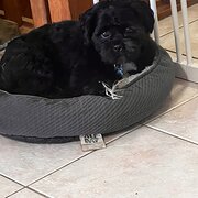 Home Owner wanting sitter in Rockhampton, Queensland