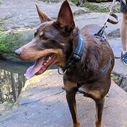 Home Owner wanting sitter in , New South Wales