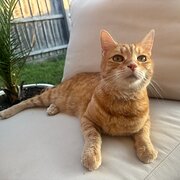 Home Owner wanting sitter in Melbourne, Victoria