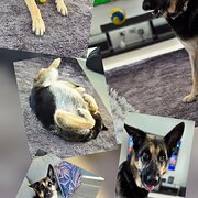 Home Owner wanting sitter in , Queensland