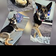 Home Owner wanting sitter in , Queensland