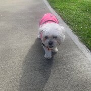 Home Owner wanting sitter in Perth, Western Australia