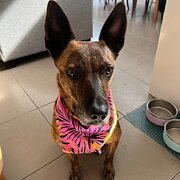Home Owner wanting sitter in Torquay, Victoria