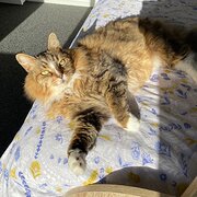 Home Owner wanting sitter in , South Australia
