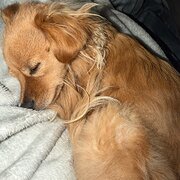 Home Owner wanting sitter in Brisbane, Ipswich, Queensland