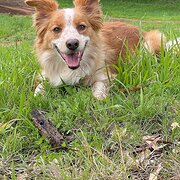 Home Owner wanting sitter in Perth/Joondalup, Western Australia