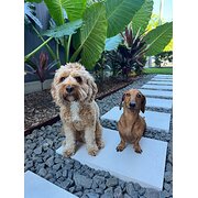 Home Owner wanting sitter in Brisbane, Queensland