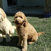 Home Owner wanting sitter in Gold Coast, Queensland