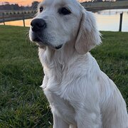 Home Owner wanting sitter in Bowral, New South Wales