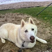 House Sitter - Sandra