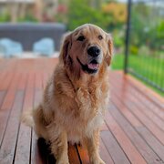Home Owner wanting sitter in Brisbane, Queensland