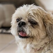 Home Owner wanting sitter in Brisbane, Queensland