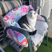 Home Owner wanting sitter in , South Australia