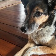 Home Owner wanting sitter in , Queensland