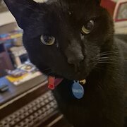 Home Owner wanting sitter in Perth, Western Australia