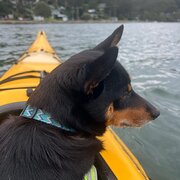 Home Owner wanting sitter in Gosford, New South Wales