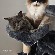 Home Owner wanting sitter in , New South Wales