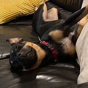Home Owner wanting sitter in Sydney, New South Wales
