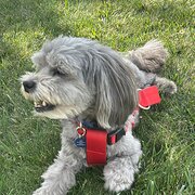 Home Owner wanting sitter in Penrith or Katoomba, New South Wales