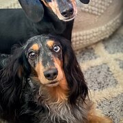 Home Owner wanting sitter in , Queensland
