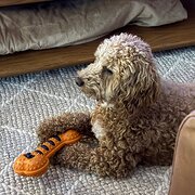 Home Owner wanting sitter in , South Australia