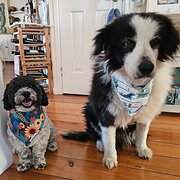 Home Owner wanting sitter in Bundaberg, Queensland