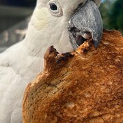 House Sitter - Caring, Reliable Animal Lover
