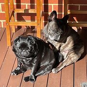 Home Owner wanting sitter in Perth , Western Australia