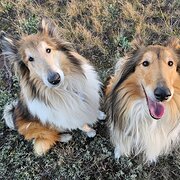 Home Owner wanting sitter in Canberra, Australian Capital Territory