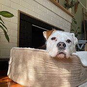 Home Owner wanting sitter in Melbourne, Victoria