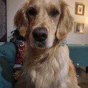 Home Owner wanting sitter in , Victoria