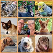 House Sitter - Retired, friendly reliable couple