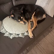 Home Owner wanting sitter in Melbourne, Victoria