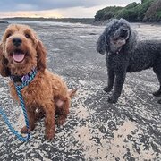 Home Owner wanting sitter in Nowra, New South Wales