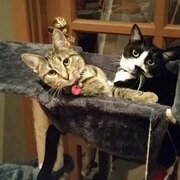 Home Owner wanting sitter in Perth, Western Australia