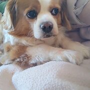 Home Owner wanting sitter in Castle hill, New South Wales