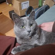 Home Owner wanting sitter in , Victoria