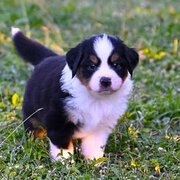 Home Owner wanting sitter in Perth, Western Australia