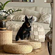 Home Owner wanting sitter in , Queensland