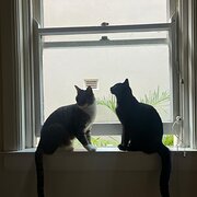 Home Owner wanting sitter in , New South Wales