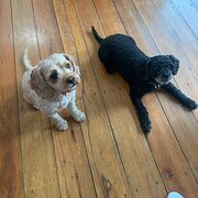 Home Owner wanting sitter in , Western Australia