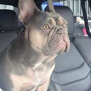 Home Owner wanting sitter in , Victoria