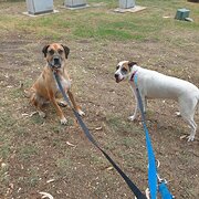 Home Owner wanting sitter in Perth, Western Australia