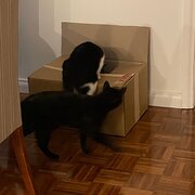 Home Owner wanting sitter in , New South Wales